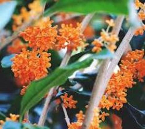 Orange Flowering Fragrant Tea Olive (Osmanthus) - Live Plant - 4 Inch Pot Orange Flowering Fragrant Tea Olive (Osmanthus) - Live Plant - 4 Inch Pot