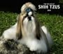 Shih Tzu, For the Love of 2010 Deluxe Wall (Multilingual Edition)