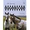 All About Appaloosa Horses