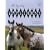 The Legendary Appaloosa