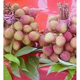 ライチ（レイシ）：玉荷苞（ギョクカホウ）5号ポット