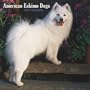American Eskimo Dogs 2008 Calendar