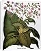 Canvas Prints of BOTANY TOBACCO PLANT. (Nicotiana tabacum) in flower. Engraving for Basilius from Granger Art on Demand