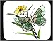 Mouse Pad with insect, butterfly