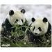 Nature's Smart Mouse Pad with Recycled Materials and Panda Print (29879)