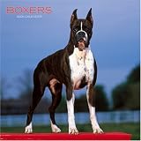 Boxers 2008 Square Wall