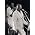 Thumbnail image of Muddy Waters