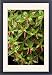 Framed Prints of DAD-1982 Cigar plant from Ardea Wildlife Pets