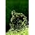 DC Comics Classic Library: Roots of the Swamp Thing