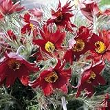 Red Cloak Pasque Flower 15 Seeds - Shade Perennial