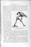 Natural History 1896 Skeleton Ichthyosaur Dinosaur Bone