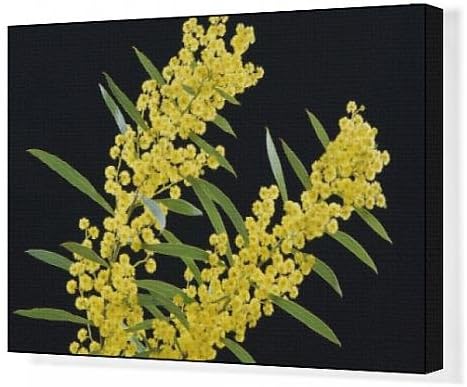 Canvas Artwork of JPF-14091 Golden Wattle - Australia s floral emblem