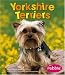 yorkshire_terrier35yorkshire terrier - Yorkshire Terriers Pebble Books