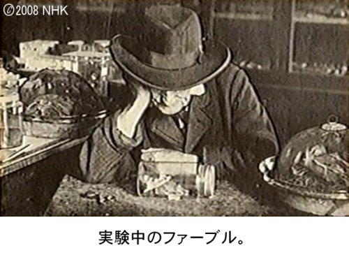 Cover image : ファーブル昆虫記 南仏・愛しき小宇宙 DVD-BOX