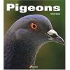 Pigeons