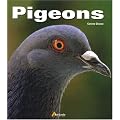 Pigeons