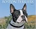 boston terrier - Just Boston Terriers 2008 Calendar