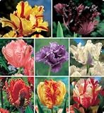 Parrot Tulip Mix Tulip Seed Pack
