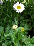 Eigenschaften Dachstauden  / Aster alpinus `Albus - Weiße Frühlingsaster