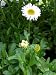 Aster alpinus `Albus - Weiße Frühlingsaster