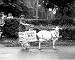 As the Sign Says - 'Slow But Sure' Parade Transportation - 16x20 Photographic Print from the Library of Congress Collection