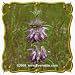 1 Oz Lemon Mint (Monarda citriodora) Bulk Wildflower Seeds