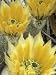 Flowers in Chihuahuan Desert, Big Bend National Park, Texas, USA Photographic Poster Print by Scott T. Smith, 18x24