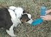 Handi-Drink Dog Drinker