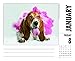 2016 Just Basset Hounds Box Calendar