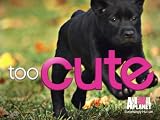 Too Cute!: Fluffiest Kittens