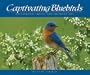 Captivating Bluebirds: Exceptional Images and Observations