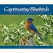 Captivating Bluebirds: Exceptional Images and Observations