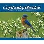 Captivating Bluebirds: Exceptional Images and Observations