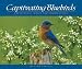 Captivating Bluebirds: Exceptional Images and Observations
