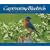 Captivating Bluebirds: Exceptional Images and Observations