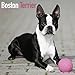 Boston Terrier Calendar - Breed Specific Boston Terriers Calendar - 2016 Wall calendars - Dog Calendars - Monthly Wall Calendar by Avonside