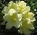 Capistrano Rhododendron - The Best Hardy Yellow Color