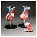 Budget Life-size Heart Model #CH7 by Anatomical Chart Co