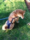 Joybies Patriotic Denim Piddle Pants(tm) for XXXX Large Male Dog (Measuring 32-34 from Collar to Base of Tail)