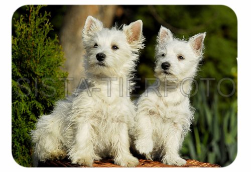Großes Glas-Schneidebrett West Highland White Terrier Welpen