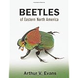 beetles of eastern north america