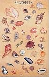  : Seashells Poster (Posters)