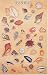 Book Seashells Poster (Posters)