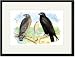 Black Framed/Matted Print 17x23, Red Shouldered Hawk or Buzzard, American Rough-Legge...