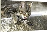 Box Canvas Print of Cat - Tabby kitten washing from Ardea