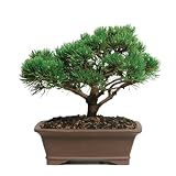 Brussel's Mugo Pine Bonsai