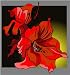 Red Hibiscus Flowers - Etched Vinyl Stained Glass Film, Static Cling Window Decal