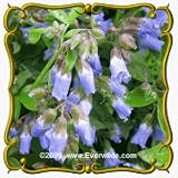 Jacob's Ladder (Polemonium reptans) Jumbo Wildflower Seed Packet - 100 Seeds