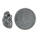 Jim Clift Design Human Heart Lapel Pin