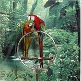 Avian Backgrounds - Rain Forest